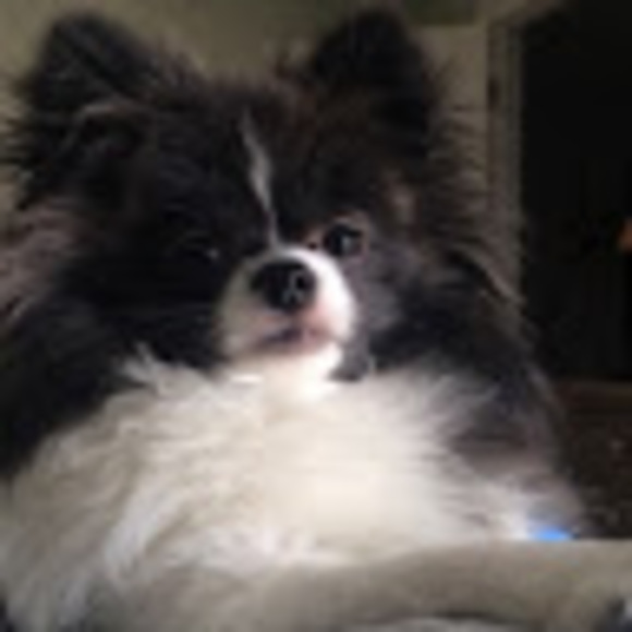 Meet your Posher, Sophie - Picture 1 of 1